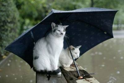 Небольшой дождь пройдёт в День Победы в Чите