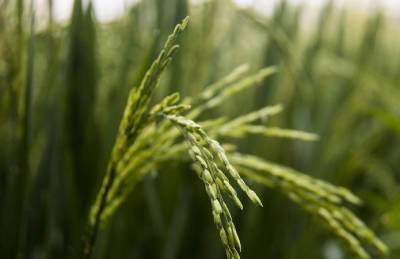 Производитель: Средние затраты при выращивании риса составляют 35 тыс./га