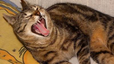 Американские биологи обнаружили неожиданный факт о зевании