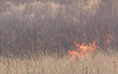 В Чердаклинском районе сгорели 20 га леса