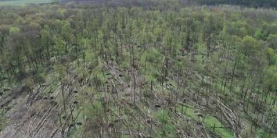 Смерч пронесся в лесничестве Житомирской области – фото и видео деревопада - ТЕЛЕГРАФ