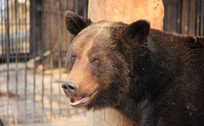 Юные сахалинцы и их медведи могут принять участие в конкурсе