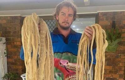 Семья в Австралии обнаружила на крыше своего дома около 50 змеиных шкур
