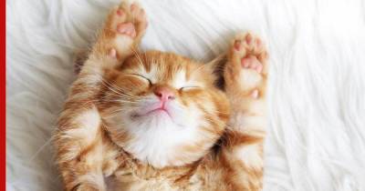 От рассвета до заката: почему кошки так много спят днем