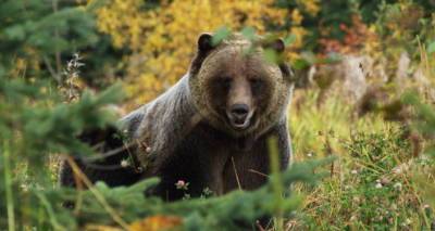 В Армении медведь напал на жителя села, но был застрелен
