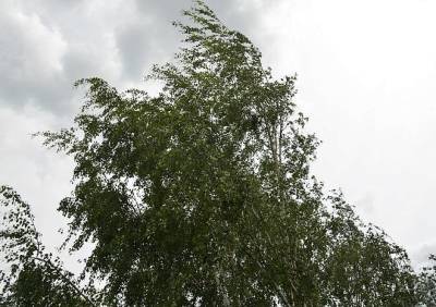 В Рязанской области объявлено штормовое предупреждение