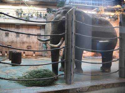 В США впервые рассмотрят иск слонихи о ее принудительном содержании в зоопарке