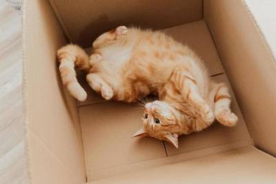 Кошки любят сидеть не только в реальных, но и в воображаемых коробках