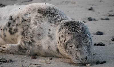 На берегу Каспийского моря обнаружены сотни мертвых тюленей