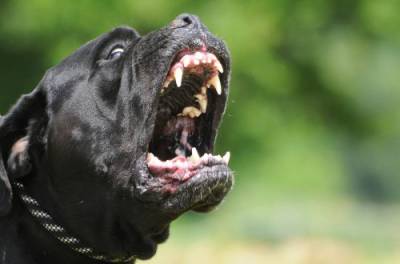 В Мирнограде две бойцовские собаки насмерть загрызли прохожего