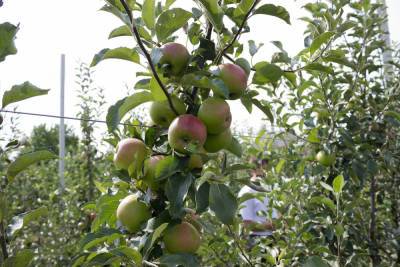 Ставрополье готово обеспечить круглогодичную поставку яблок по России