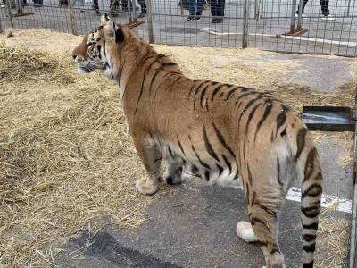 Ульяновские ветеринары проверили здоровье львов, тигров и собак