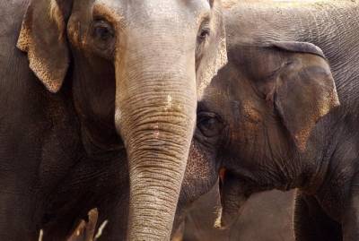 В Индии слоны сохранили жизнь птенцам и стали звездами соцсетей