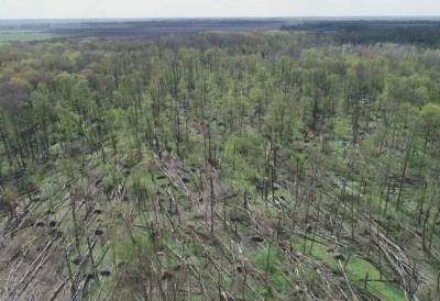 «Дикий» смерч на Житомирщине сломал целый лес (ВИДЕО)