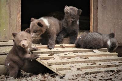 Восемь медвежат в центре Пажетновых в Тверской области привыкают к солнцу и лесу