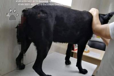 В Днепропетровской области женщина изрубила собаку ради мести экс-бойфренду