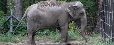 В суде Нью-Йорка рассмотрят первый в истории иск слонихи против зоопарка