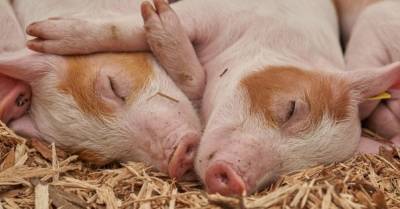 Импорт свинины в Украину упал на треть — эксперты