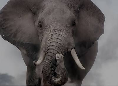 В Штатах слониха подала в суд на зоопарк. Иск приняли к рассмотрению