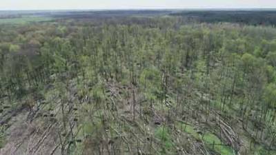 Мощный смерч пронёсся в Житомирской области, уничтожив 20 гектаров леса (ФОТО и ВИДЕО)