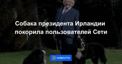 Собака президента Ирландии покорила пользователей Сети