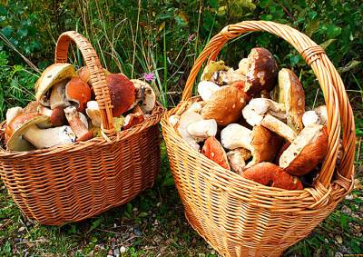 Сухая погода угрожает сорвать грибной сезон в Чехии