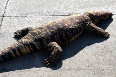 Жителей города напугал огромный крокодил, который оказался игрушкой