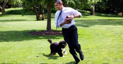 Умерла собака Обамы