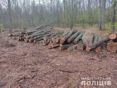 На Сумщине черные лесорубы вырубили ценных пород дерева на полмиллиона