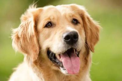 Собака, издающая забавные звуки при виде хозяина, стала новой звездой Сети