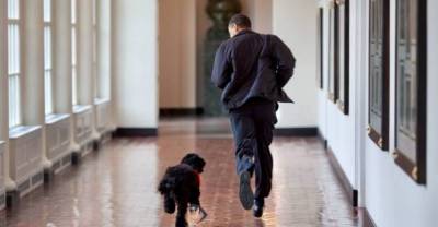 "Семья потеряла настоящего друга": Обама сообщил о смерти своей собаки
