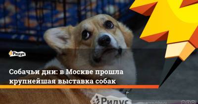 Собачьи дни: в Москве прошла крупнейшая выставка собак