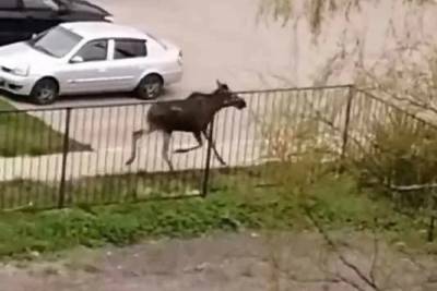 Во двор жилого дома в Твери забежал молодой лось