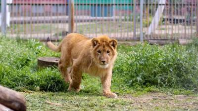 В зооуголке Симферополя поселились африканские львята - фото