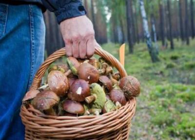 В Минприроды опровергли информацию об ужесточении правил сбора грибов и ягод