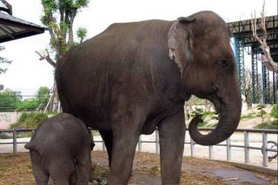 В США подали в суд иск об освобождении слонихи из зоопарка