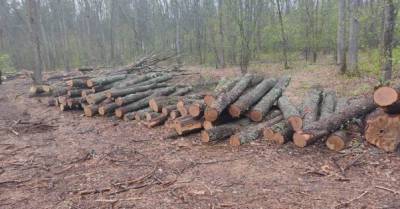 В Сумской области сотрудники лесхоза незаконно рубили дубовый лес (ФОТО)