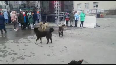 Бродячие собаки отмечали День Победы на главной площади Долинска