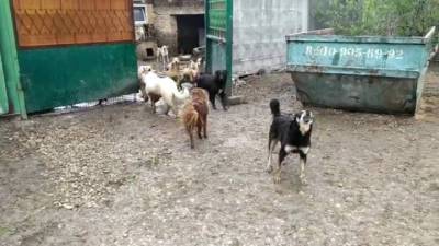 Сотни собак сбежали из рязанского приюта