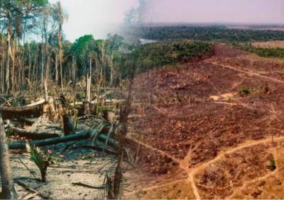 В бразильской Амазонии продолжают расти темпы вырубки лесов