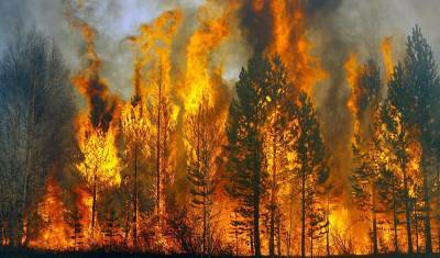 МЧС: В Башкирии зарегистрировано 47 лесных пожаров