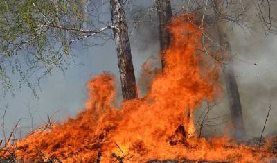 За сутки в Тюменской области произошло 8 лесных пожаров, 18 продолжают действовать