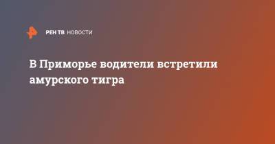 В Приморье водители встретили амурского тигра