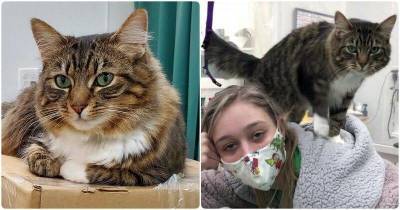 Кошка, живущая в салоне красоты для животных, делает массаж людям