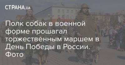 Полк собак в военной форме прошагал торжественным маршем в День Победы в России. Фото
