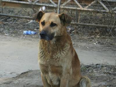Неизвестные выпустили около 300 собак из рязанского питомника, две собаки погибли
