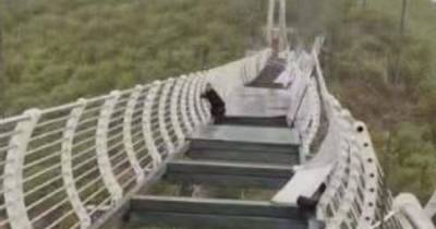В Китае турист застрял на подвесном стеклянном мосту на высоте 100 метров