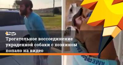 Трогательное воссоединение украденной собаки с хозяином попало на видео