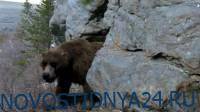 Российские ученые доказали, что человек охотился на пещерного медведя