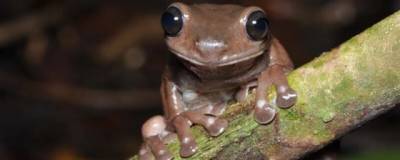 В Новой Гвинее найдена уникальная «шоколадная» лягушка